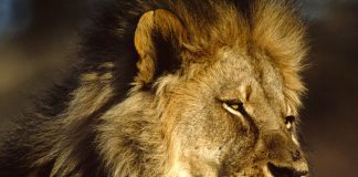 Iata cateva curiozitati despre felinele mari!