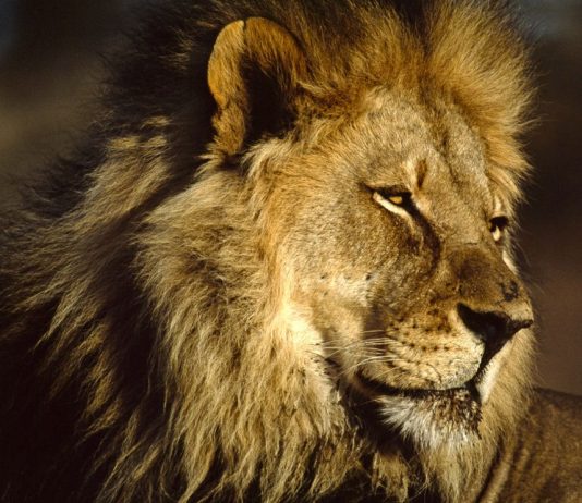 Iata cateva curiozitati despre felinele mari!