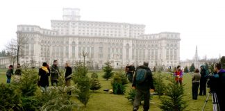Actiune de replantare a brazilor de Craciun in Parcul Izvor