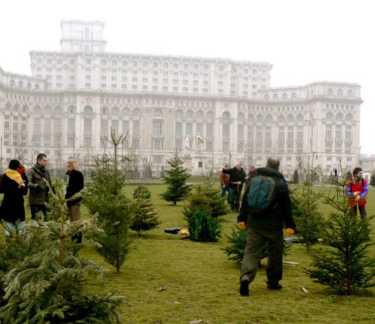 Actiune de replantare a brazilor de Craciun in Parcul Izvor