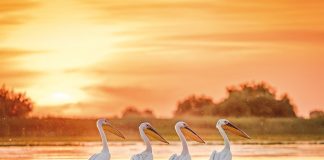 Incursiune in Delta Dunarii