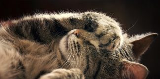 Top 10 povesti uimitoare despre pisici