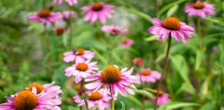 130 Mesaje De Florii