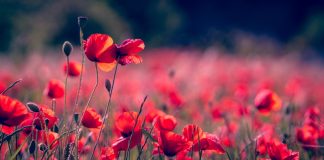 161 Citate Despre Flori – Cele Mai Inspirationale Si Frumoase Citate