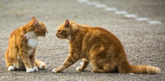 177 Citate Motivationale Amuzante