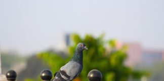 181 Mesaje De Buna Dimineata Noi