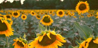 191 Mesaje Despre Succes