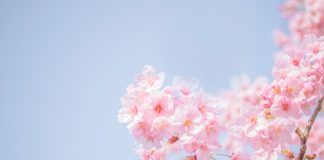 55 Citate Despre Primavara care sa te inspire in fiecare zi