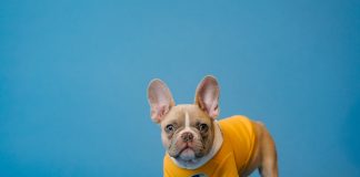 56 Citate Despre Caini Citate scurte